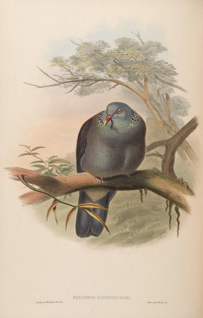 Palumbus elphinstonei = Columba elphinstonii by John Gould